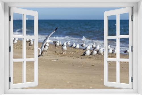 Fototapeta Naklejka Na Ścianę Okno 3D - Gulls on the beach