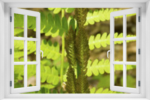 Fototapeta Naklejka Na Ścianę Okno 3D - Closeup of interrupted fern, Osmunda claytoniana, in Shenipsit F