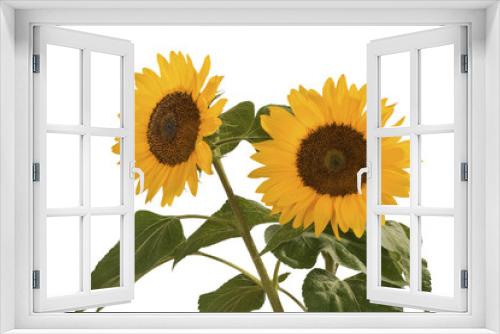 Fototapeta Naklejka Na Ścianę Okno 3D - Sonnenblume, Helianthus annuus, gehört zur Familie der Korbblütler.