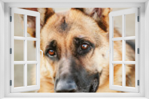 Fototapeta Naklejka Na Ścianę Okno 3D - German Shepherd Dog Close Up 
