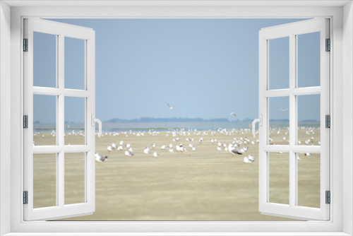 Fototapeta Naklejka Na Ścianę Okno 3D - Möwen an der Nordsee