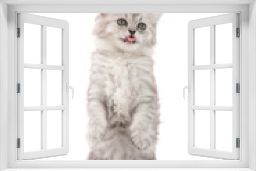 Fototapeta Naklejka Na Ścianę Okno 3D - Cute tabby kitten with feeder bowl