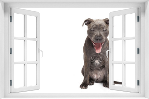 Fototapeta Naklejka Na Ścianę Okno 3D - The yawning puppy dog of Pit bull, selected on the white background