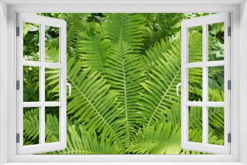 Fototapeta Naklejka Na Ścianę Okno 3D - fern forest