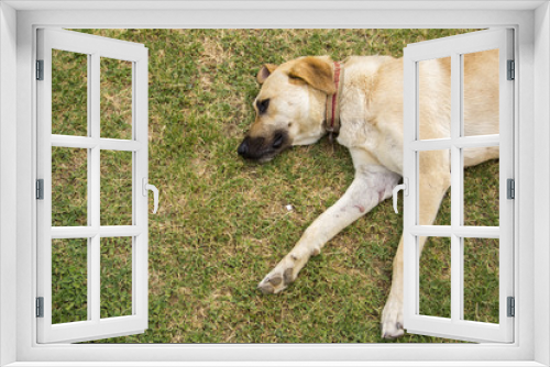 Fototapeta Naklejka Na Ścianę Okno 3D - dog lying on grass