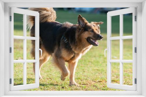 Fototapeta Naklejka Na Ścianę Okno 3D - Mixed breed German Shepard dog having fun.