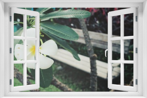 Fototapeta Naklejka Na Ścianę Okno 3D - White frangipani flower on tree with bench