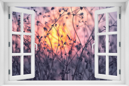 Fototapeta Naklejka Na Ścianę Okno 3D - Dry flowers on a background sunset