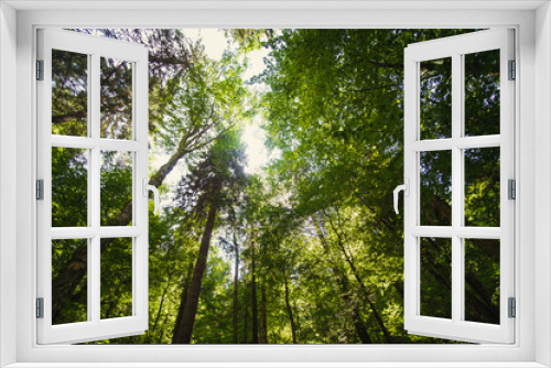 Fototapeta Naklejka Na Ścianę Okno 3D - Beautiful pine trees on  mountains