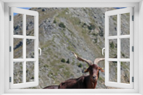 Fototapeta Naklejka Na Ścianę Okno 3D - La Meije et des chèvres