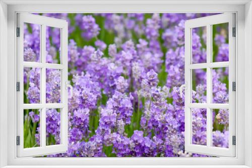 Fototapeta Naklejka Na Ścianę Okno 3D - lavender background
