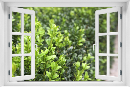 Fototapeta Naklejka Na Ścianę Okno 3D - Boxwood bush