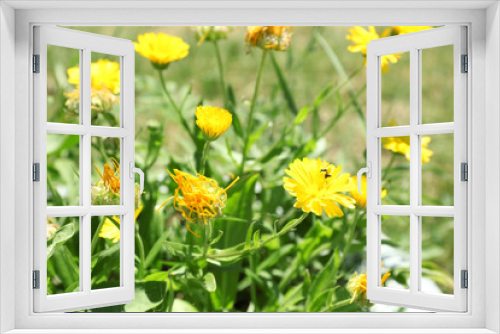 Fototapeta Naklejka Na Ścianę Okno 3D - Beautiful small yellow flowers