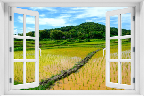 Fototapeta Naklejka Na Ścianę Okno 3D - Green Rice Field with Mountains under Blue Sky
