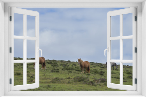 Fototapeta Naklejka Na Ścianę Okno 3D - Caballos salvajes.