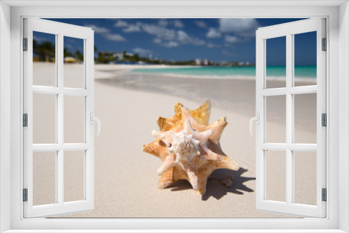 Fototapeta Naklejka Na Ścianę Okno 3D - Big shell, Anguilla Island, English Caribbean Island