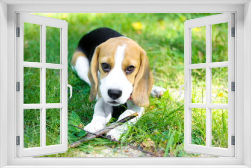 Fototapeta Naklejka Na Ścianę Okno 3D - beagle puppy chewing a branch on a green grass