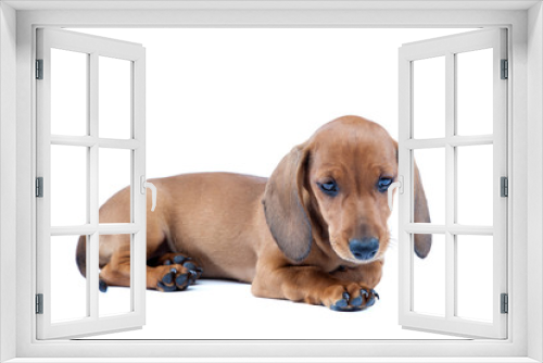 Fototapeta Naklejka Na Ścianę Okno 3D - Red dachshund puppy on white background.