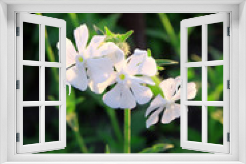 Fototapeta Naklejka Na Ścianę Okno 3D - Fresh white flowers in garden