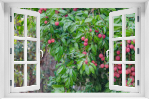 Fototapeta Naklejka Na Ścianę Okno 3D - Lychee fruit