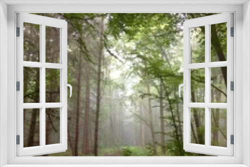 Fototapeta Naklejka Na Ścianę Okno 3D - morgentlicher Nebel im Wald