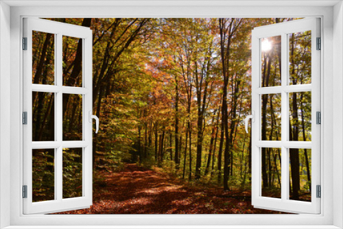 Fototapeta Naklejka Na Ścianę Okno 3D - Sunny colorful autumn, forest road