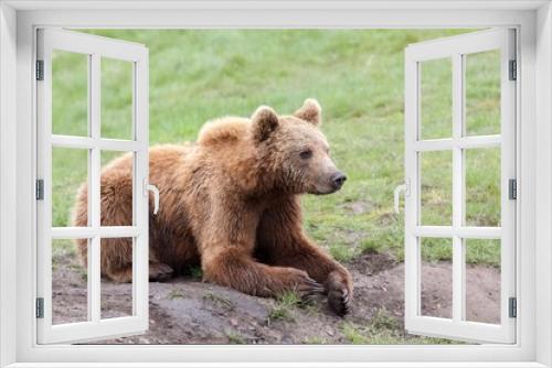 Fototapeta Naklejka Na Ścianę Okno 3D - Brown bear