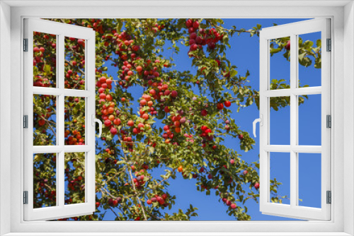 Fototapeta Naklejka Na Ścianę Okno 3D - Ripe red plums on the tree