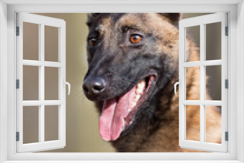 Fototapeta Naklejka Na Ścianę Okno 3D - Purebred Belgian Malinois Dog