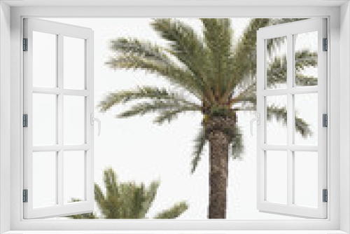 Fototapeta Naklejka Na Ścianę Okno 3D - Palms
