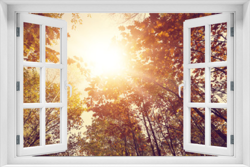 Fototapeta Naklejka Na Ścianę Okno 3D - Autumn background