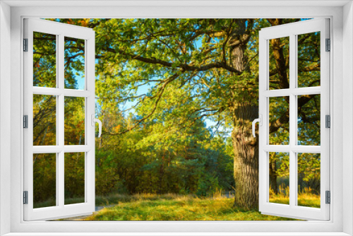 Fototapeta Naklejka Na Ścianę Okno 3D - Sunny Day In Summmer Sunny Forest Trees, Green Grass. Nature Woo