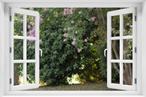 Fototapeta Naklejka Na Ścianę Okno 3D - albero in fiore strada