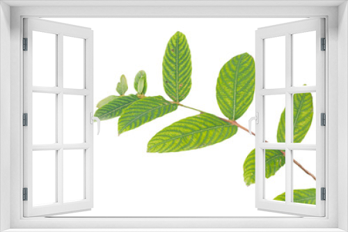 Fototapeta Naklejka Na Ścianę Okno 3D - Green leaf