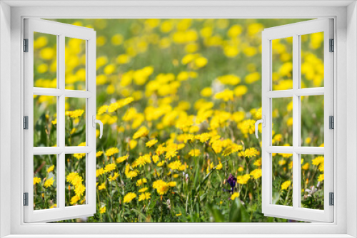 Fototapeta Naklejka Na Ścianę Okno 3D - closeup yellow prairie flowers