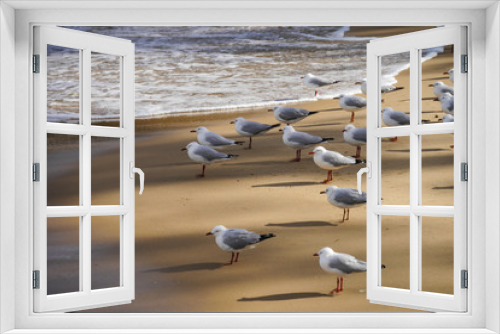 Fototapeta Naklejka Na Ścianę Okno 3D - Möwen im Wind - Manly Beach - Sydney