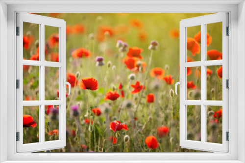 Fototapeta Naklejka Na Ścianę Okno 3D - Red poppies