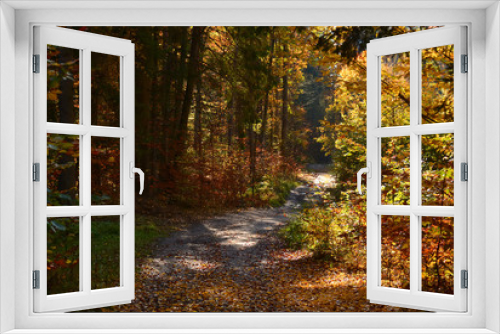 Fototapeta Naklejka Na Ścianę Okno 3D - Autumn sunny forest