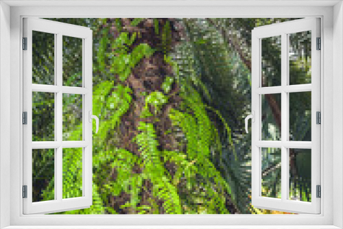 Fototapeta Naklejka Na Ścianę Okno 3D - Palm Tree