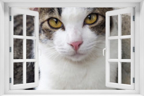 Fototapeta Naklejka Na Ścianę Okno 3D - stray cat