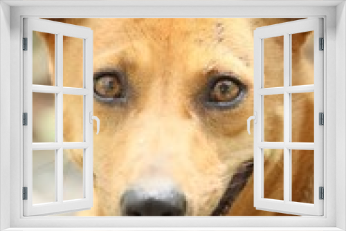Fototapeta Naklejka Na Ścianę Okno 3D - Dog looking