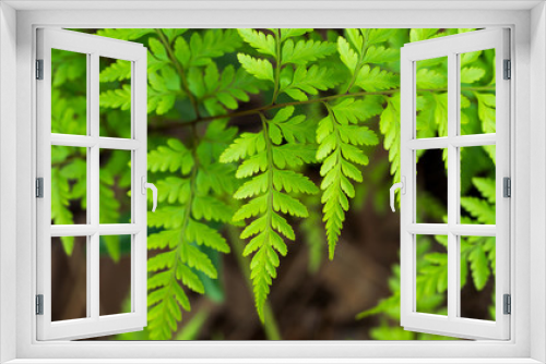 Fototapeta Naklejka Na Ścianę Okno 3D - Fern leaf in forest
