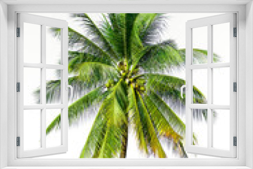 Fototapeta Naklejka Na Ścianę Okno 3D - coconut tree isolated on white background