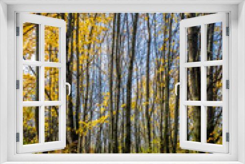 Fototapeta Naklejka Na Ścianę Okno 3D - forest in foliage on sunny autumn day