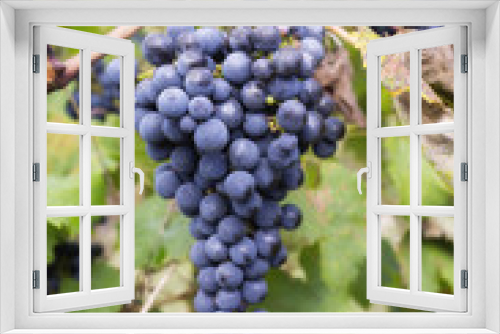 Fototapeta Naklejka Na Ścianę Okno 3D - Bunches of ripe grapes. Color image