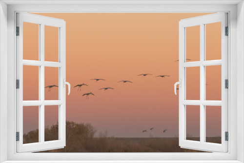 Fototapeta Naklejka Na Ścianę Okno 3D - Sandhill Cranes Landing at Sunset
