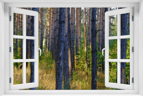 Fototapeta Naklejka Na Ścianę Okno 3D - Закат в сосновом лесу в начале осени.