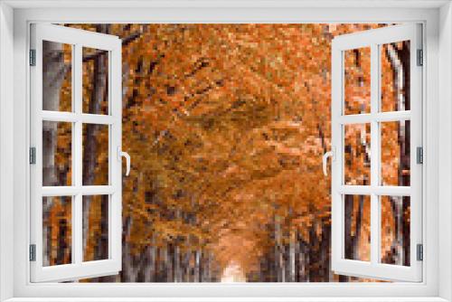 Fototapeta Naklejka Na Ścianę Okno 3D - Background of Yellow, orange, red Fall autumn tree in the forest woods