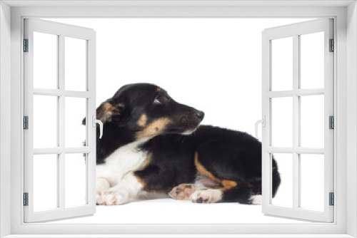 Fototapeta Naklejka Na Ścianę Okno 3D - cute dog on a white background