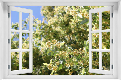 Fototapeta Naklejka Na Ścianę Okno 3D - basswood flowers background